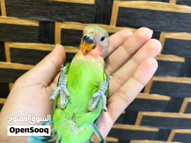 طير لاف بيرد اليف هدد داخلي متعلم
