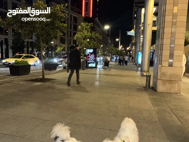كلاب مالتيز ذكر و انثى مع دفاتر المطاعيم وكامل اغراضهم