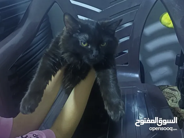 قطه للتبني
