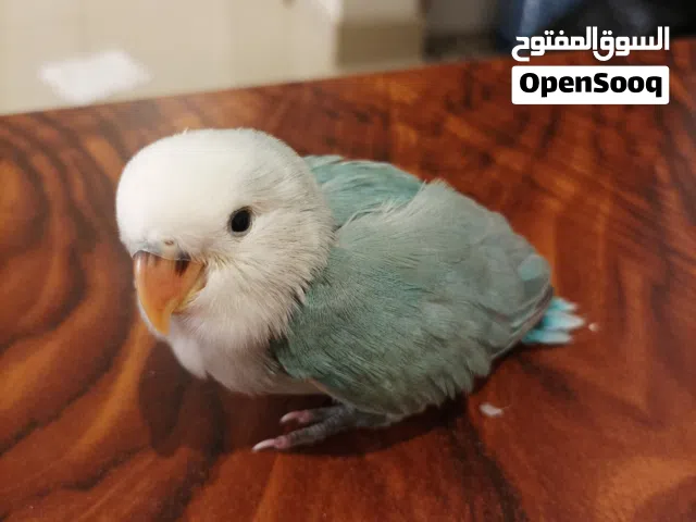 1 month old Rosè parrot for sale