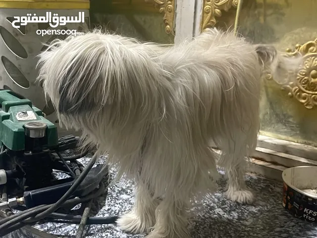 جلب زينه للبيع