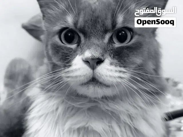 Pertion cat for sale