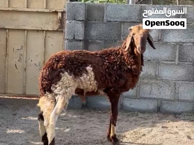 لبيع كبش سوداني