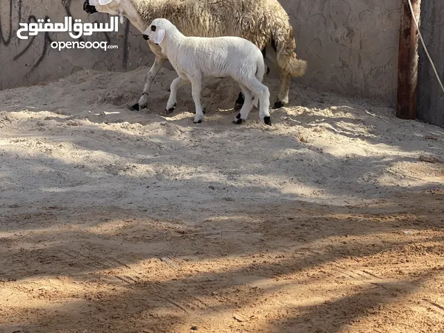 اغنام للبيع