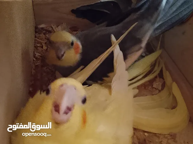 كوبية كوكتيل