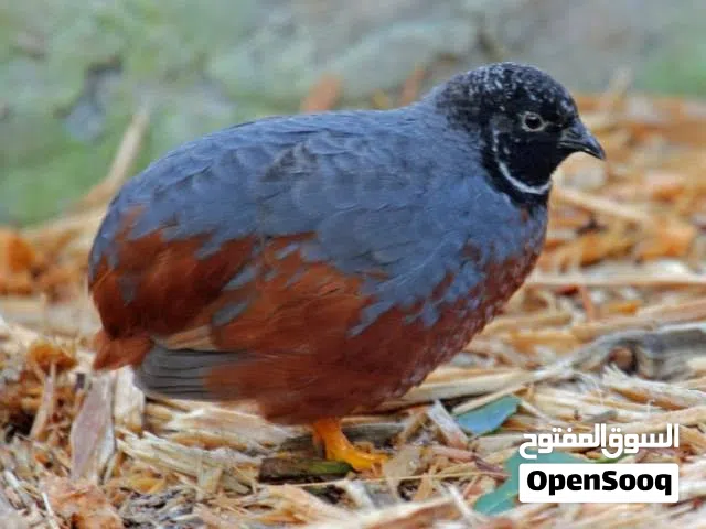 مطلوب سمان صيني ملكي
