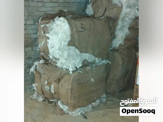 قنطار قطن مصري