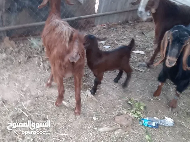 معز حليب فوق النخب وبسعر حرق الموقع المفرق عمره وعميره معزا بيت الي حاب يقناهن
