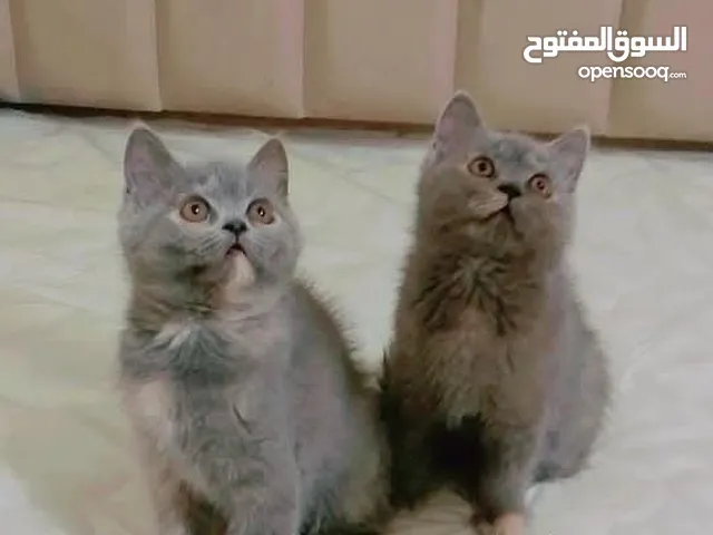 3 قطط تنين انثى وواحد ذكر سكوتش فولد