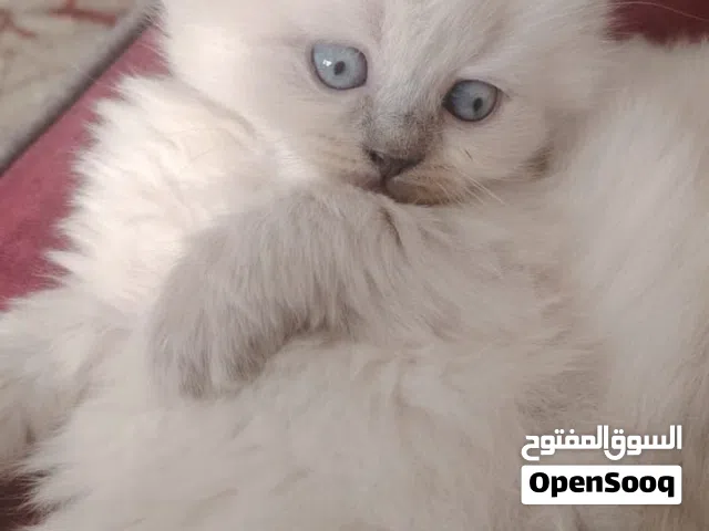 كتن بالصلاه ع النبي صحه ميه ميه