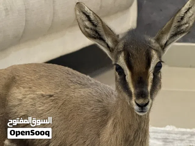 للبيع ذكر غزال الدماني