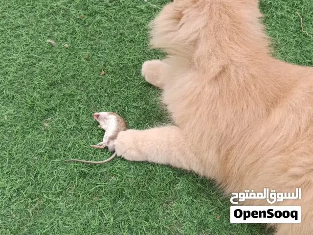 للبيع قطط أنثى وذكر