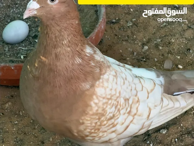 حمام استنسيل ألماني :