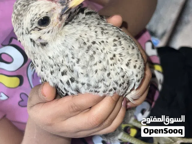 افراخ عرب عمره شهرين