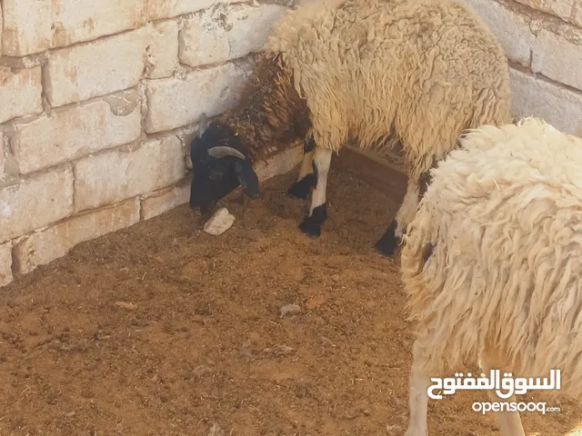 8 خرفان وطنيات عمر 6شهور يمشو عيد ويمشو موسم شواء تفضل وازي على 1250 ليعجبك