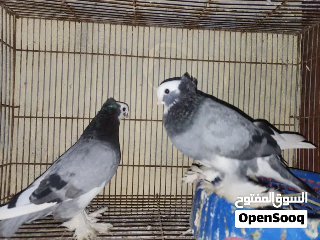 متاح كمبك نقش
