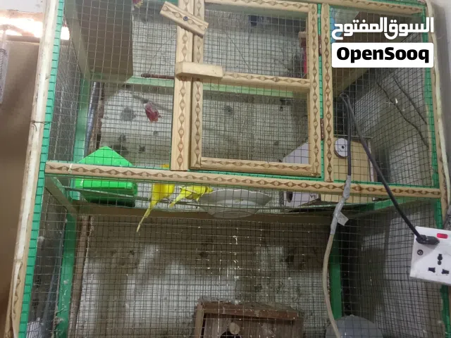 طيور الحب لبيع