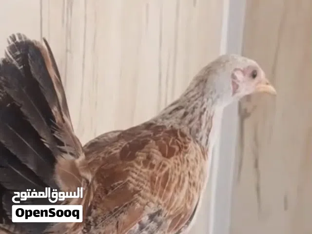 بسم الله على بركه الله متاح افراخ دندراوي خط اول العمر شهرين بصحة جيدة