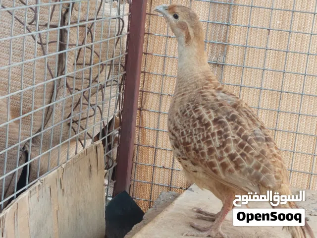 للبيع زوج صفارد باكستاني الحجم الكبير منتج العمر تقريبا سنه