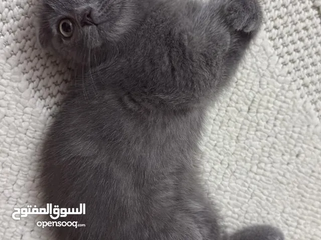 سكوتش فولد بيور من لأب ولأم