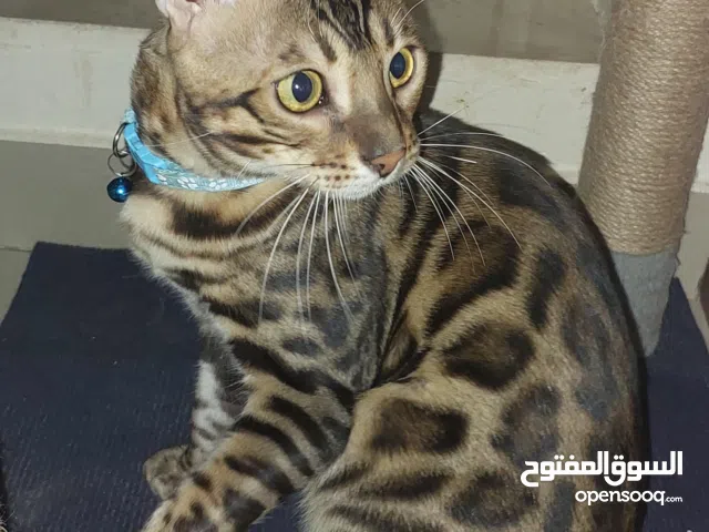 purebred Bengal for mating