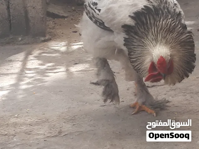 ديك براهمي  بسعر مغري