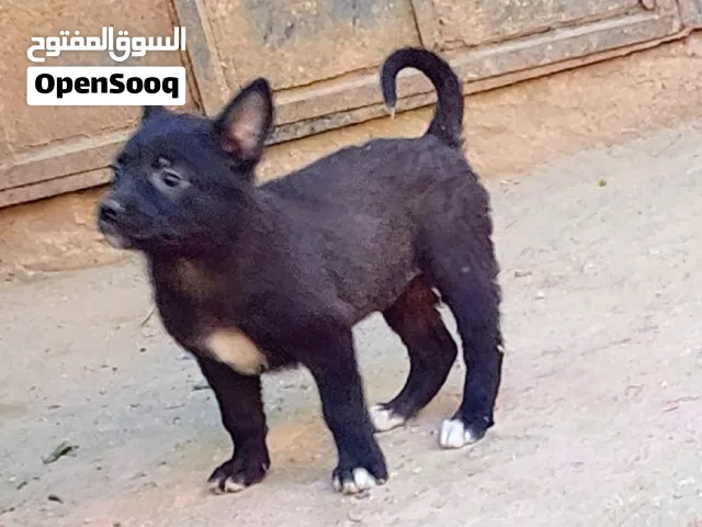 جراء مالينو (بلجم)