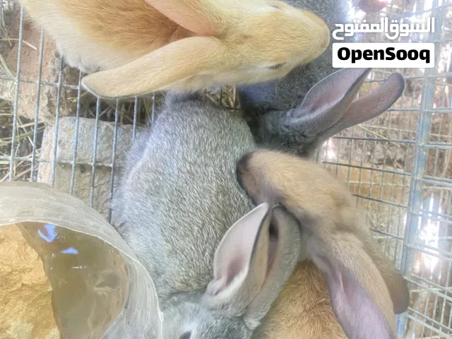 انتاج الاماني