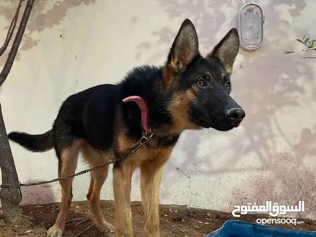كلاب نوع جيرمن للبيع ذكر وانثى العمر 10 شهور
