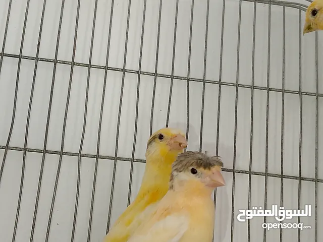 مخاليف كناري 5حبات