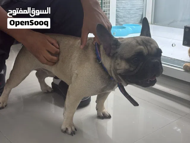 French bulldog pior
