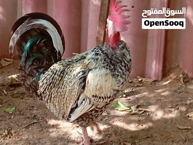 فروج ودجاج  جينواز فرنساوي منتجة للبيع