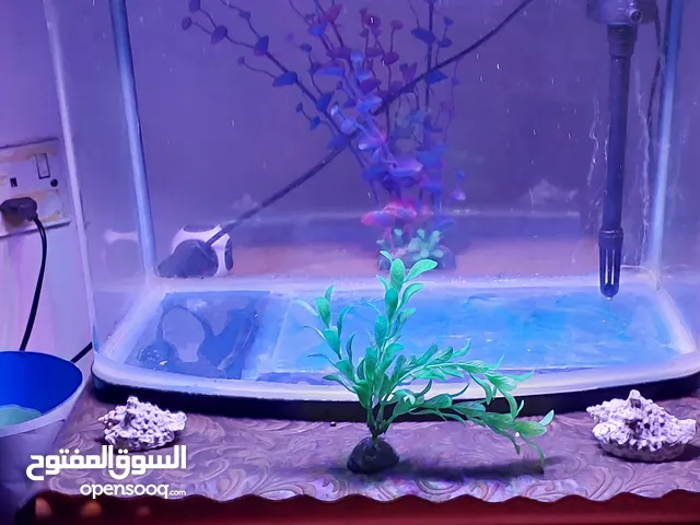 حوض سمك اجنبي