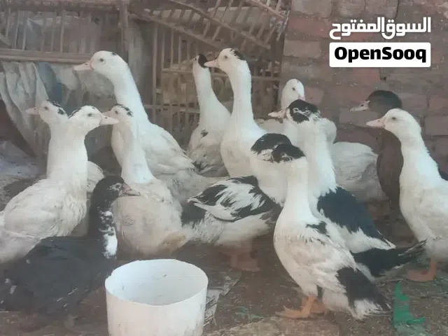 بط سكوفي اوزان خرافيه وكميات والسعر مفاجه