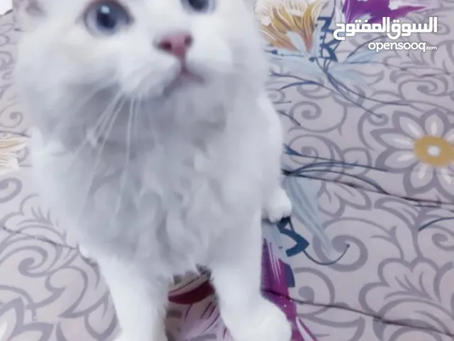 قط ذكر هملايا
