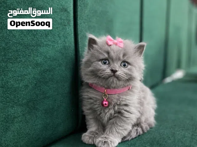 كيتن برتش العمر 55 يوم