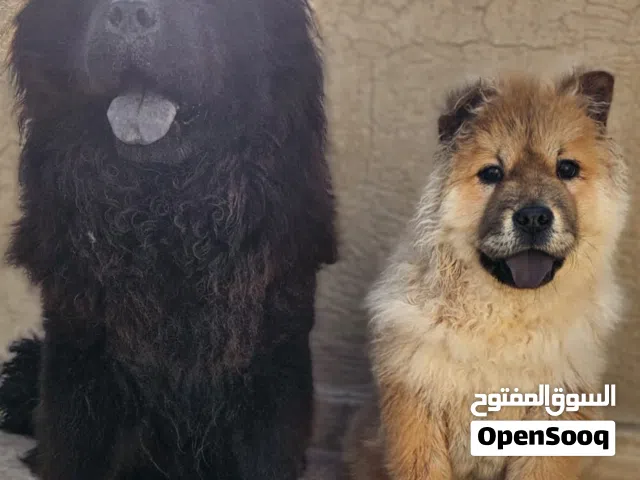 جرو تشاو تشاو وامه