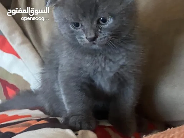 Scottish fold