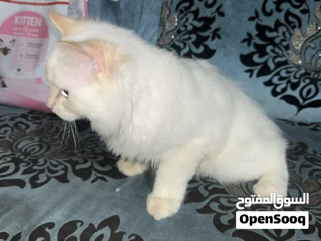 Persion cat for sale