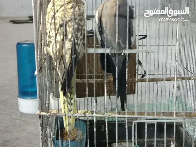 جوز كوكتيل شغال للبيع