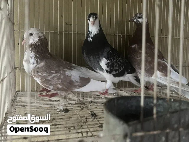 حمام برمنجهام وذكر إيراني وأنثى صواف للبيع