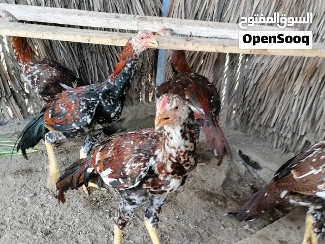 ديك باكستاني حار نسل قوي مضمون