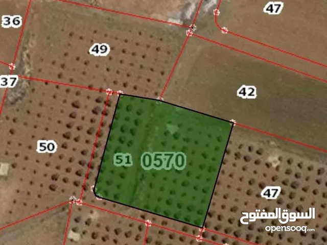 Farm Land for Sale in Al Karak Al-Mazar Al-Janoubi