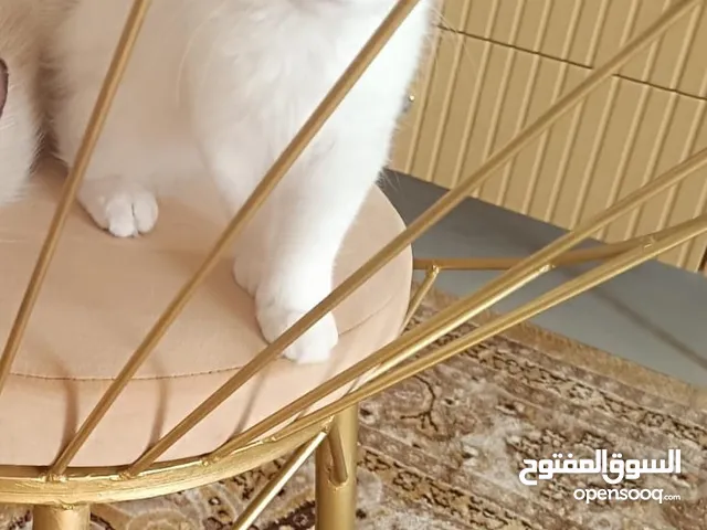 قط ابيض للبيع