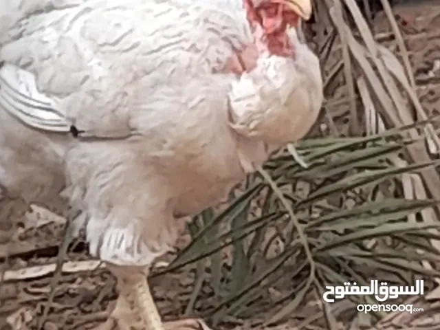 دجاجة فرنساوي
