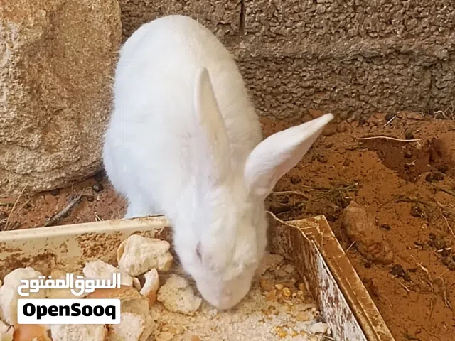 زوز دكورا للبيع الله يبارك