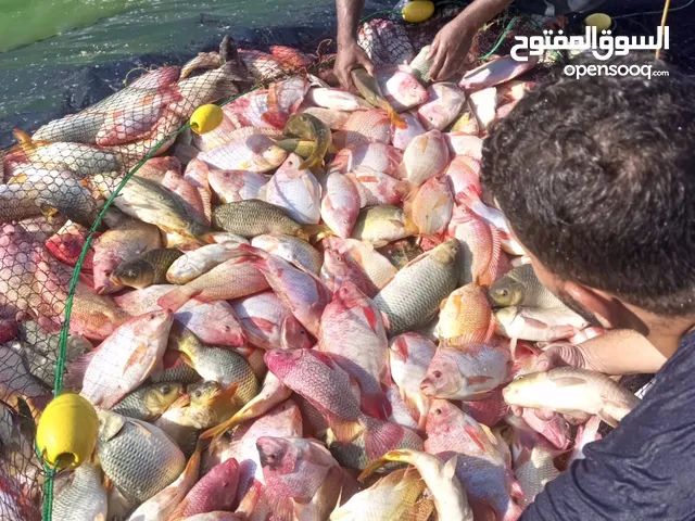 سمك كارب الماني وسمك مشط للبرك  بزرة سمك للبرك التي يوجد فيها طحالب
