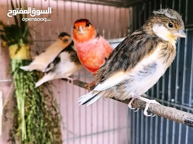 كناري مهرج برتغالي للبيع بألوان جميله
