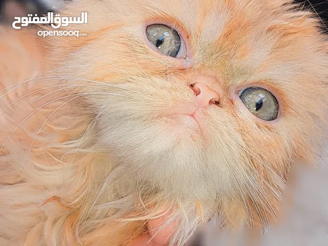 Chatte Peke Face à vendre
