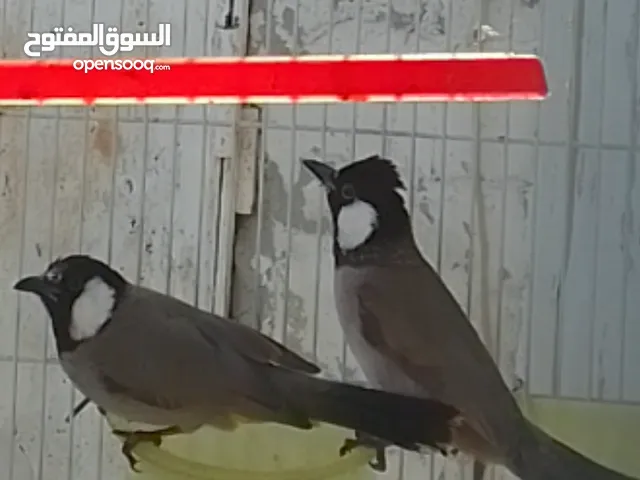 للبيع بلابل احجام مختلفه وفي ايواز